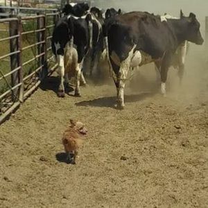 Meet your Posher, Roberto